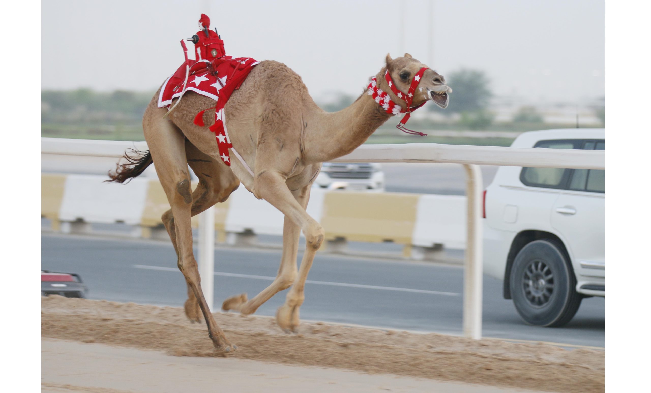 نواميس الجذاع تتناثر بين الشعارات