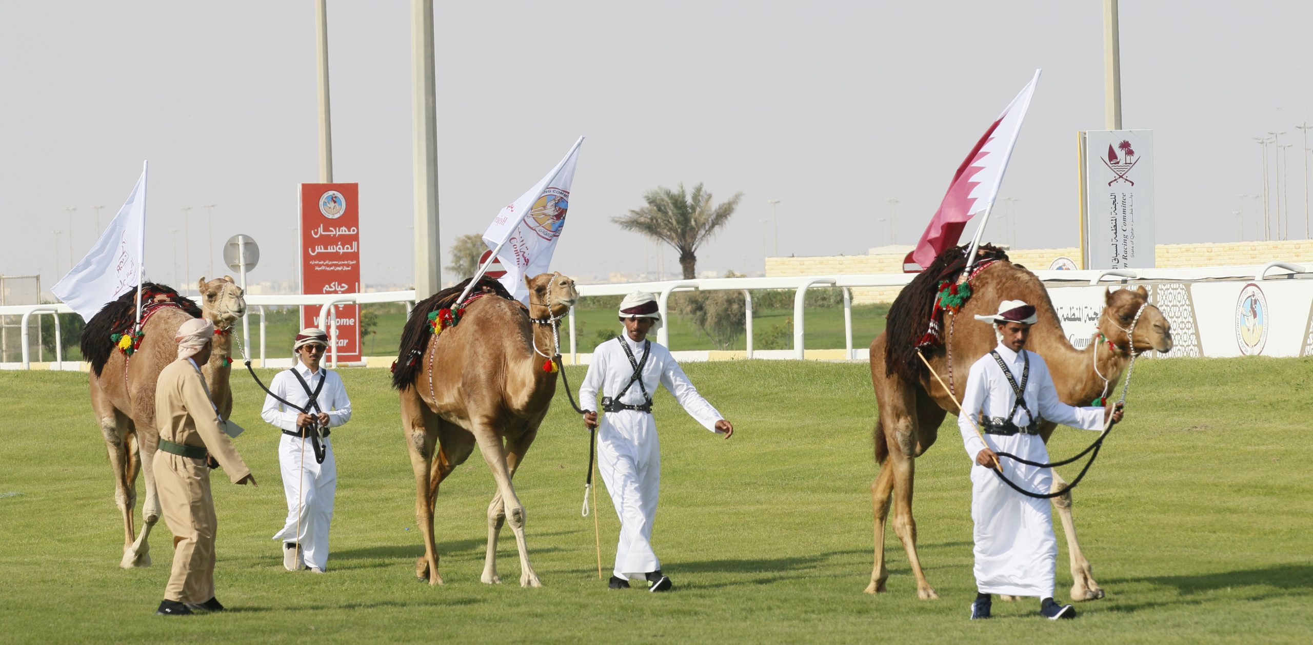 نجاح باهر لفعالية الهجن وكأس العالم في يومها الأول