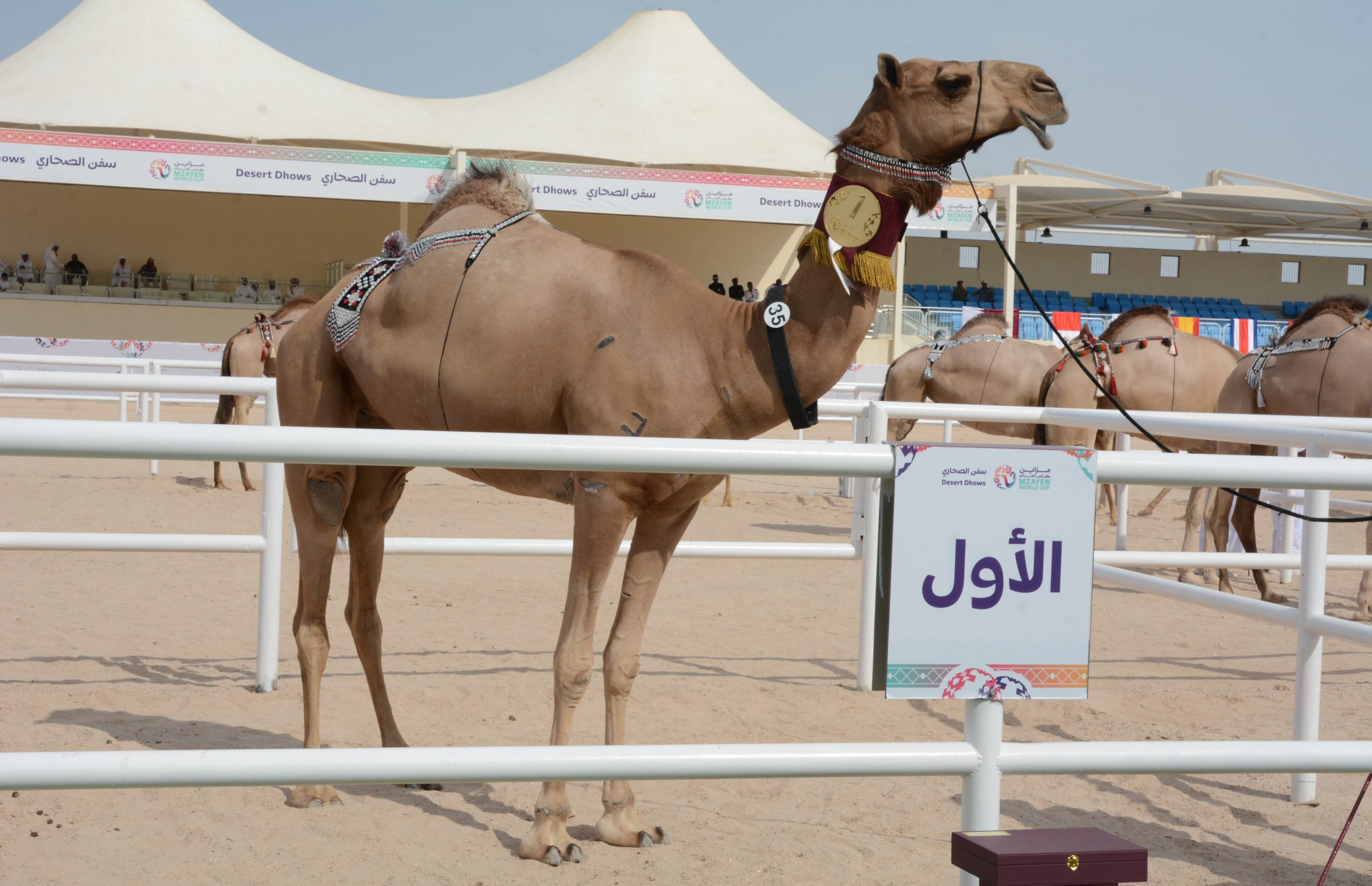 الراشدي وبن طوار الكواري يظفران بكأسي العالم للجذاع والثنايا