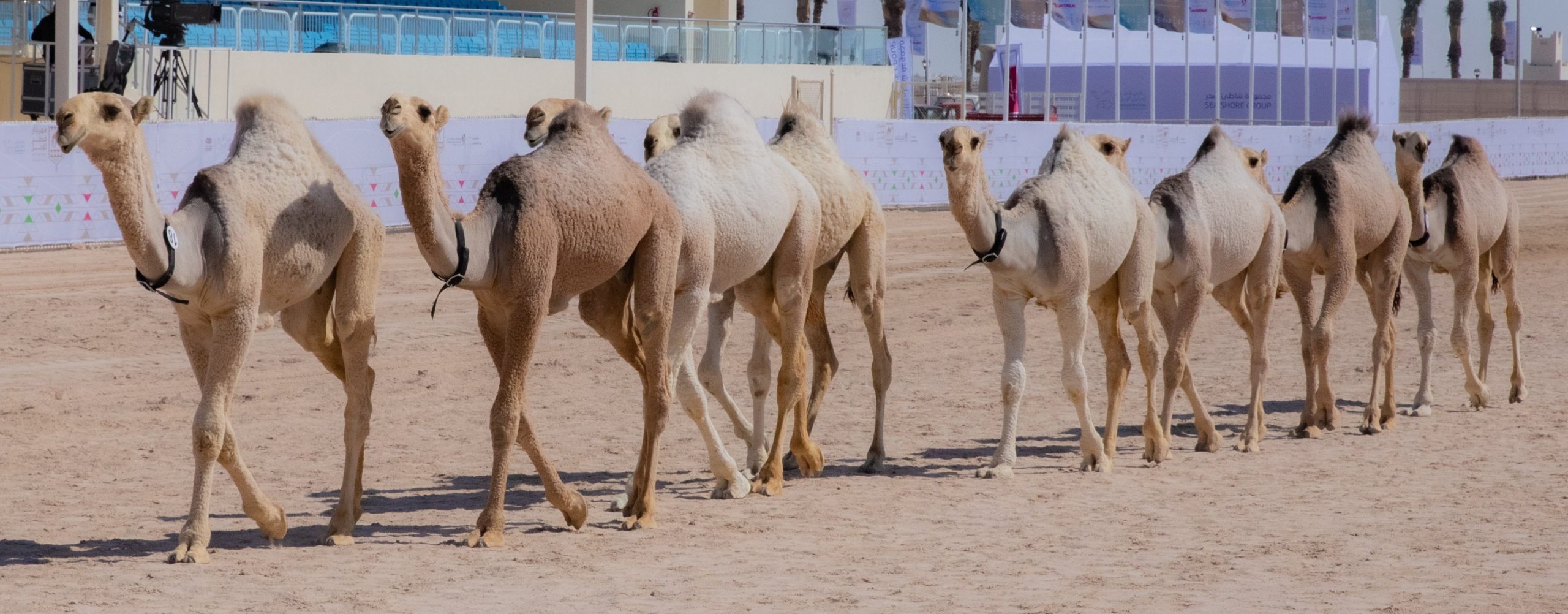 بثاني أيام مهرجان قطر للإبل 2023.. عايض العذبه ينتزع رمز المفاريد محلي مفتوح