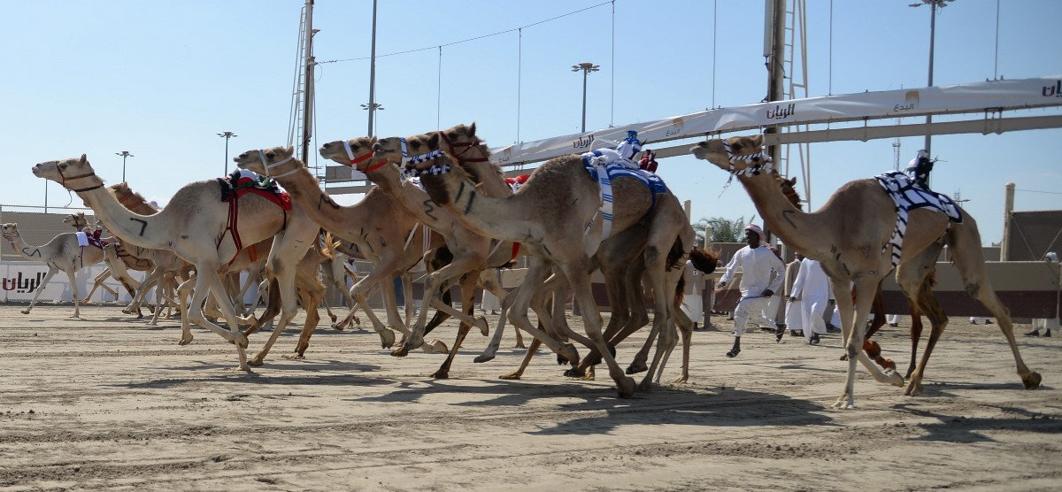 تعديل جديد على برنامج المرحلة الثانية من المحلي السادس بالشحانية ولبصير