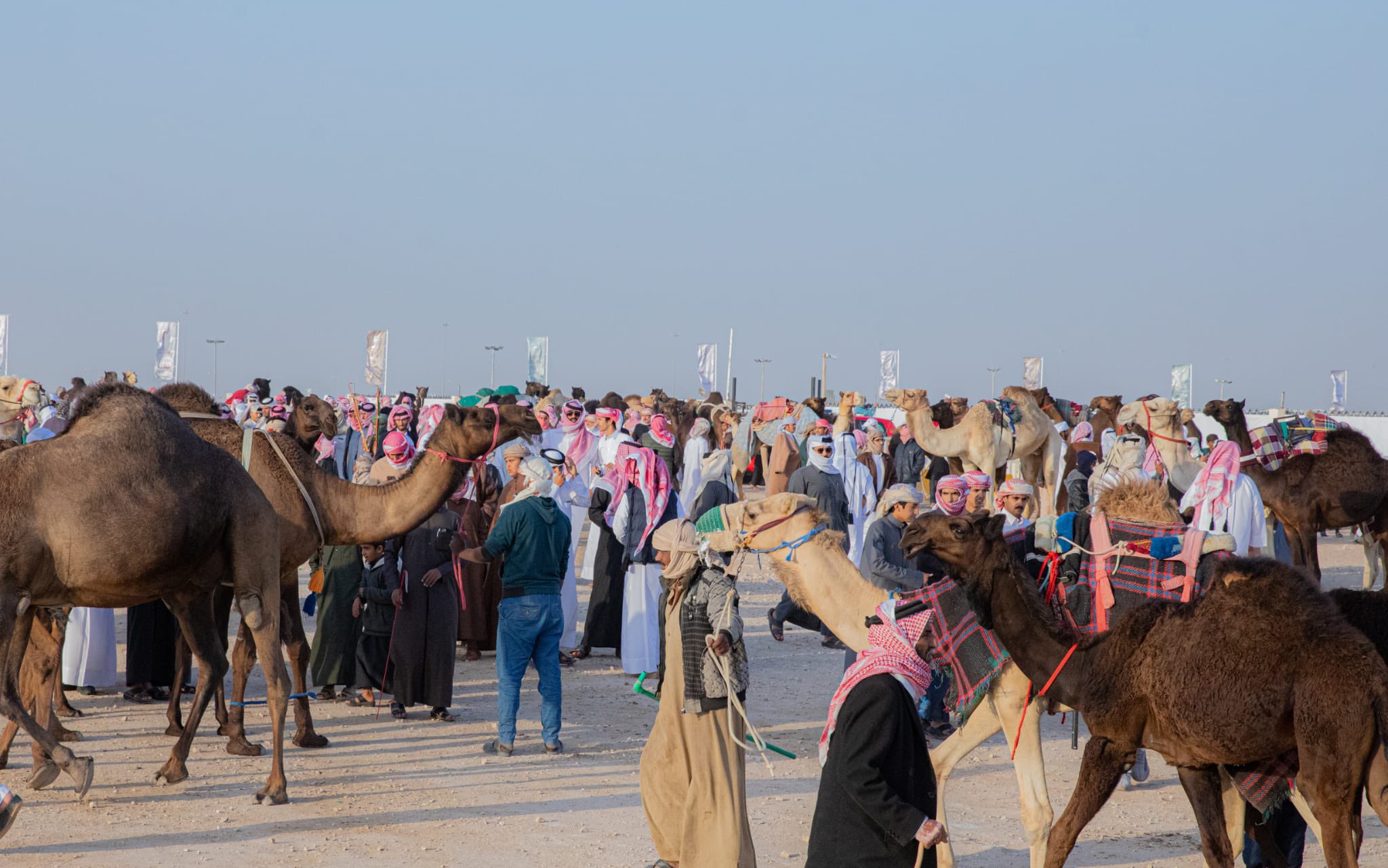 بآخر جولات مهرجان قطر للإبل.. المجاهيم على خط الإنطلاق