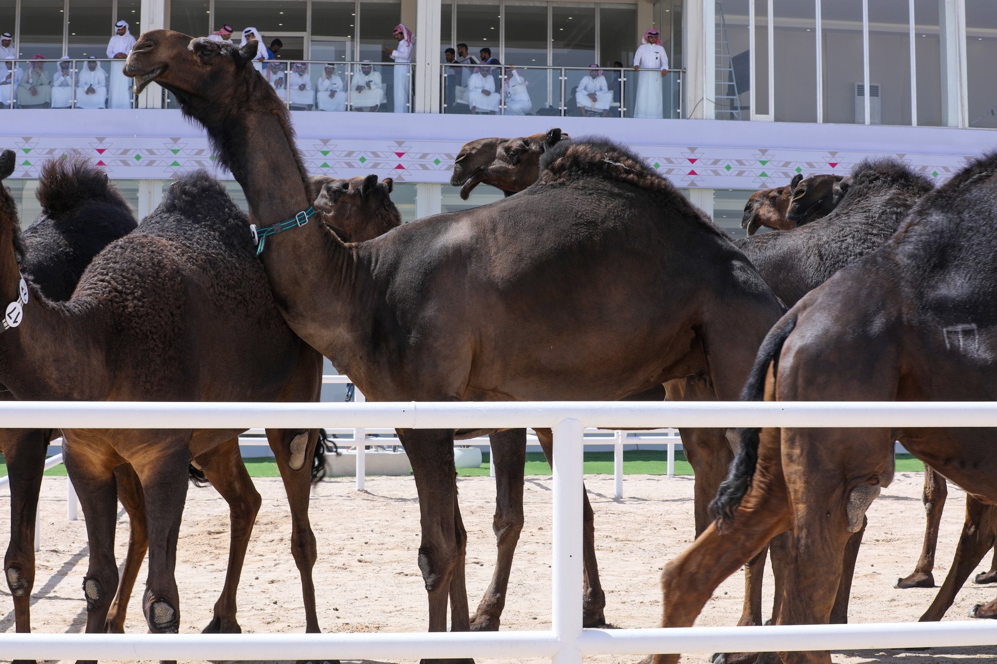 الإثارة تتواصل مع منافسات المجاهيم