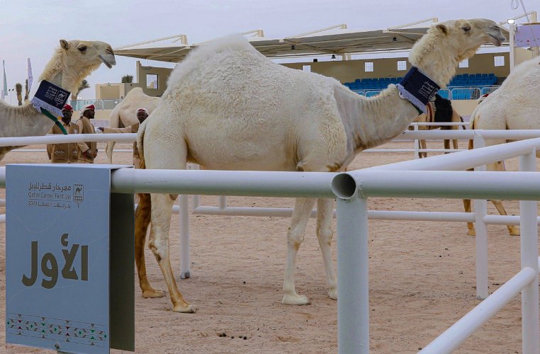 العذبه والشرافي يواصلان الإبداع ويحصدان رمزي الجل “وضح” تلاد وشرايا