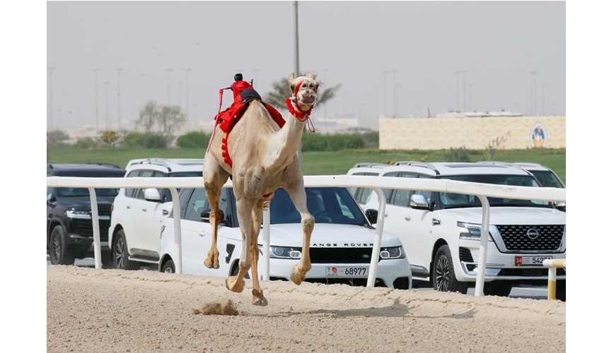 «مرضية» لهجن الرئاسة تقتنص ناموس الحيل بأفضل توقيت