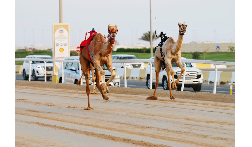 “مراسيل” و”سمران” يهديان هجن الرئاسة ناموسي الثنايا بكار وقعدان