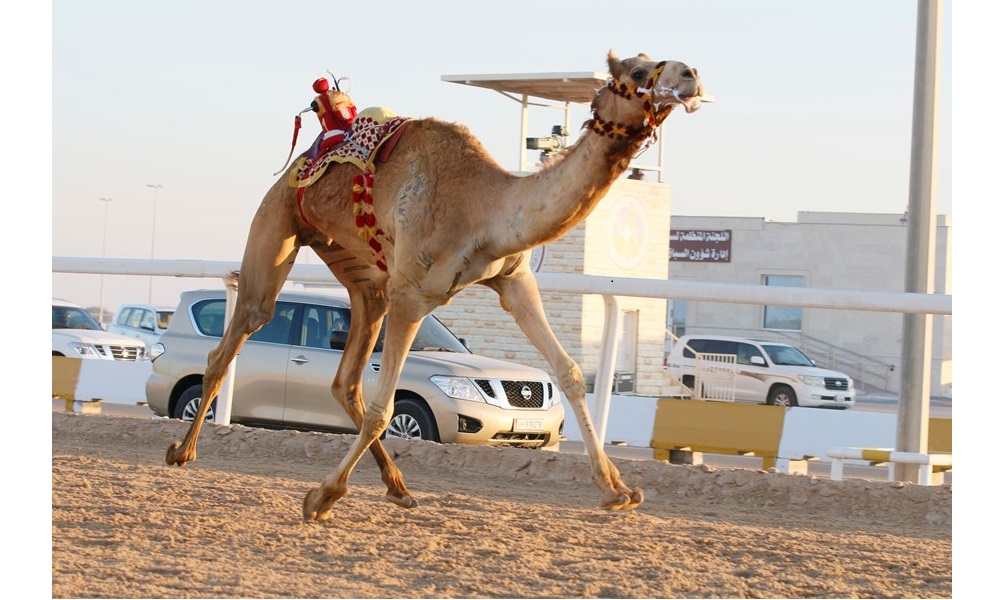 تحديات الجذاع تشغل خامس أيام المحلي الثامن