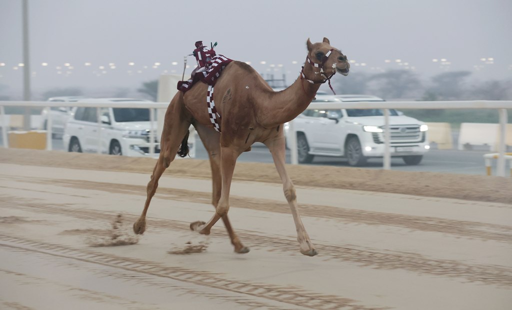 هجن أم الزبار تتألق وتسيطر على ناموس الجذاع بكار وأفضل توقيت