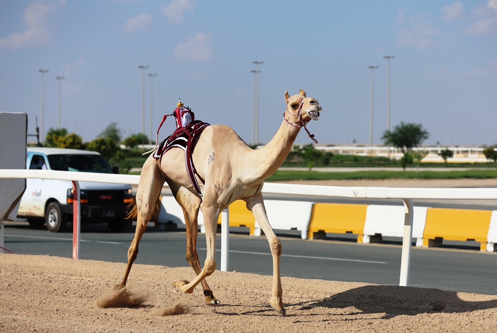 بن فاران وبن قريع يقودان هجن الشحانية للفوز بأقوى نواميس الثنايا