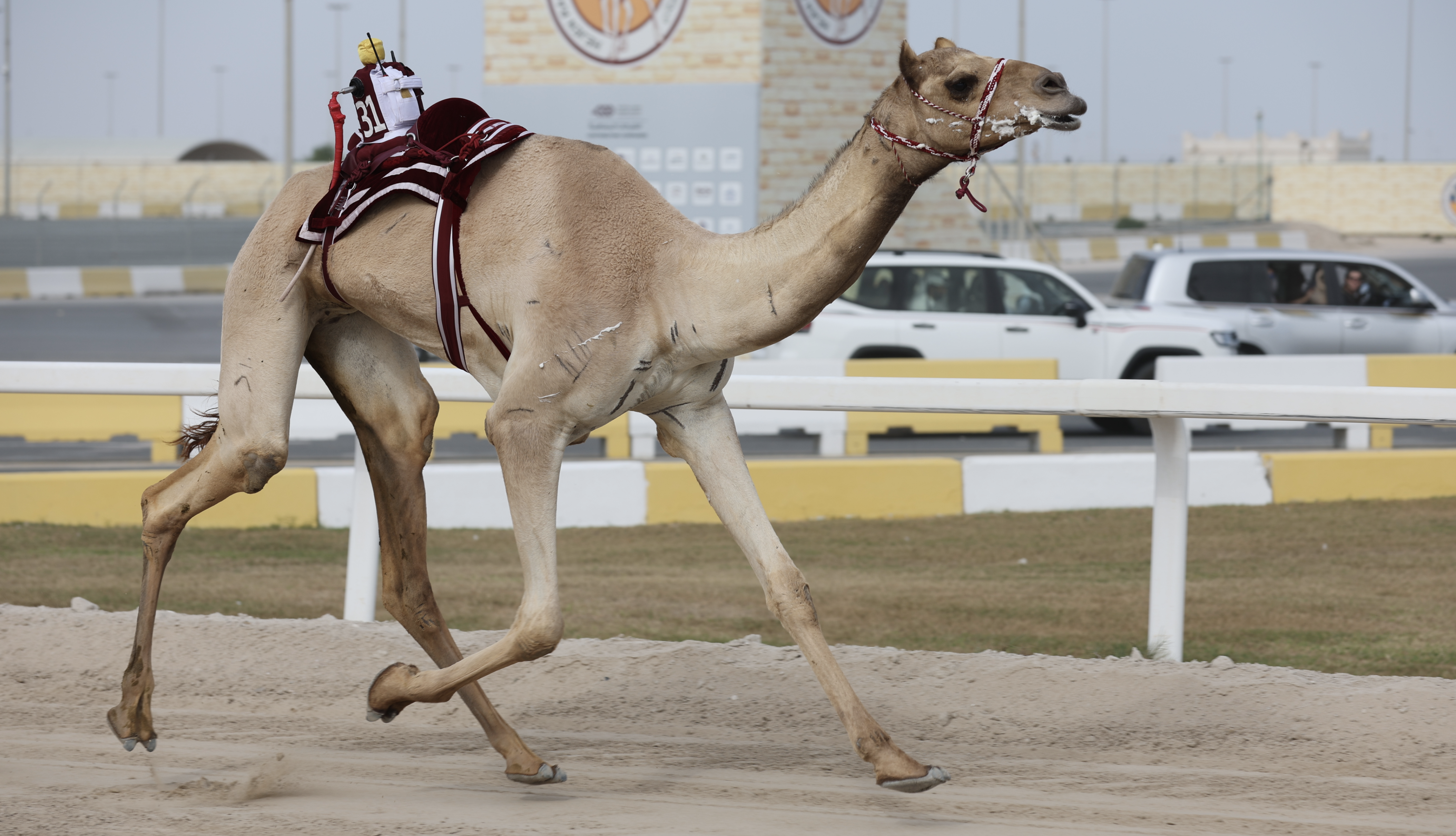 هجن الشحانية تحقق العلامة الكاملة لمنافسات الثنايا بالمحلي السادس