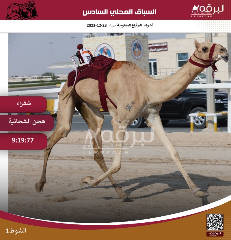 هجن الشحانية تسيطر على تحديات الجذاع المفتوحة بتوقيتات مميزة