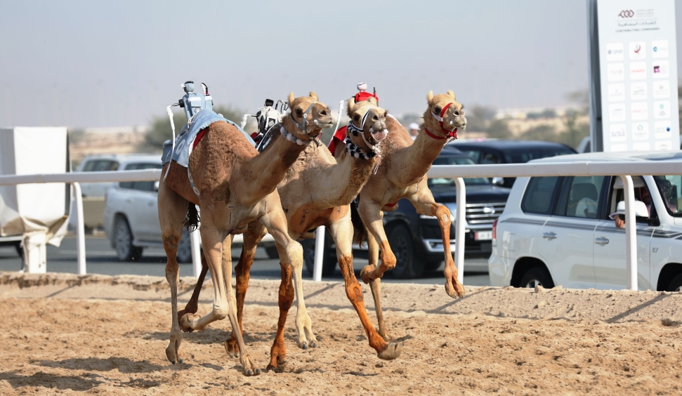 «كواكب» للمسند تقص شريط مهرجان سمو الأمير المفدى