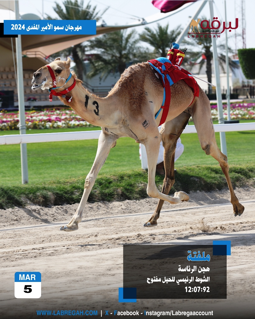 هجن الرئاسة وهجن العاصفة يتقاسمان ناموسي الحيل والزمول