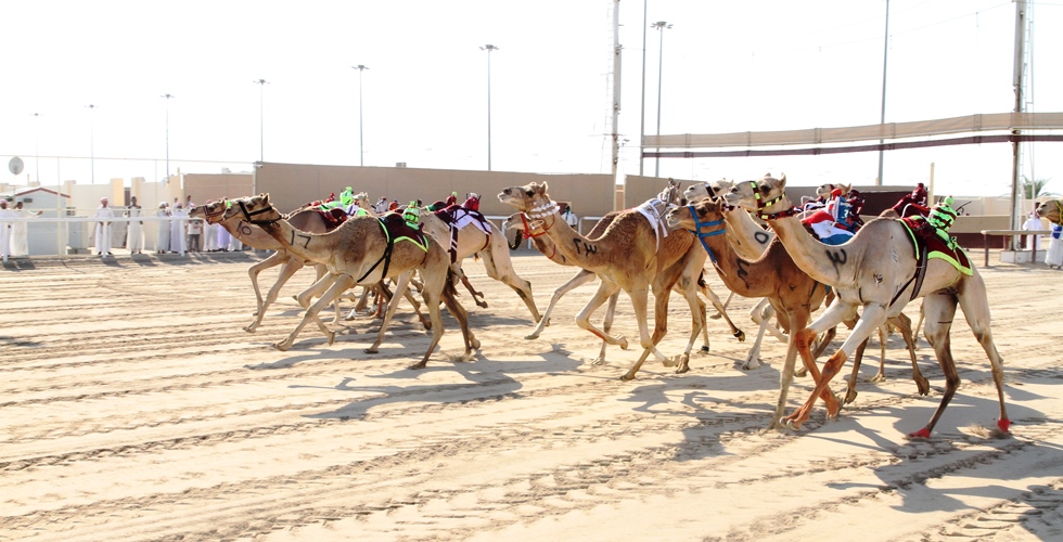 التمهيدي الأول للمفاريد.. الانطلاقة 5 صباحاً بدورة الـ 3 كم بالميدان الرئيسي