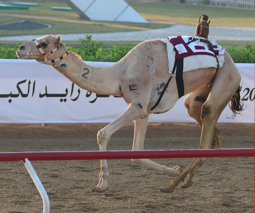 منصور بن فيصل الشهواني يتوج بشداد الزمول مهجنات إنتاج