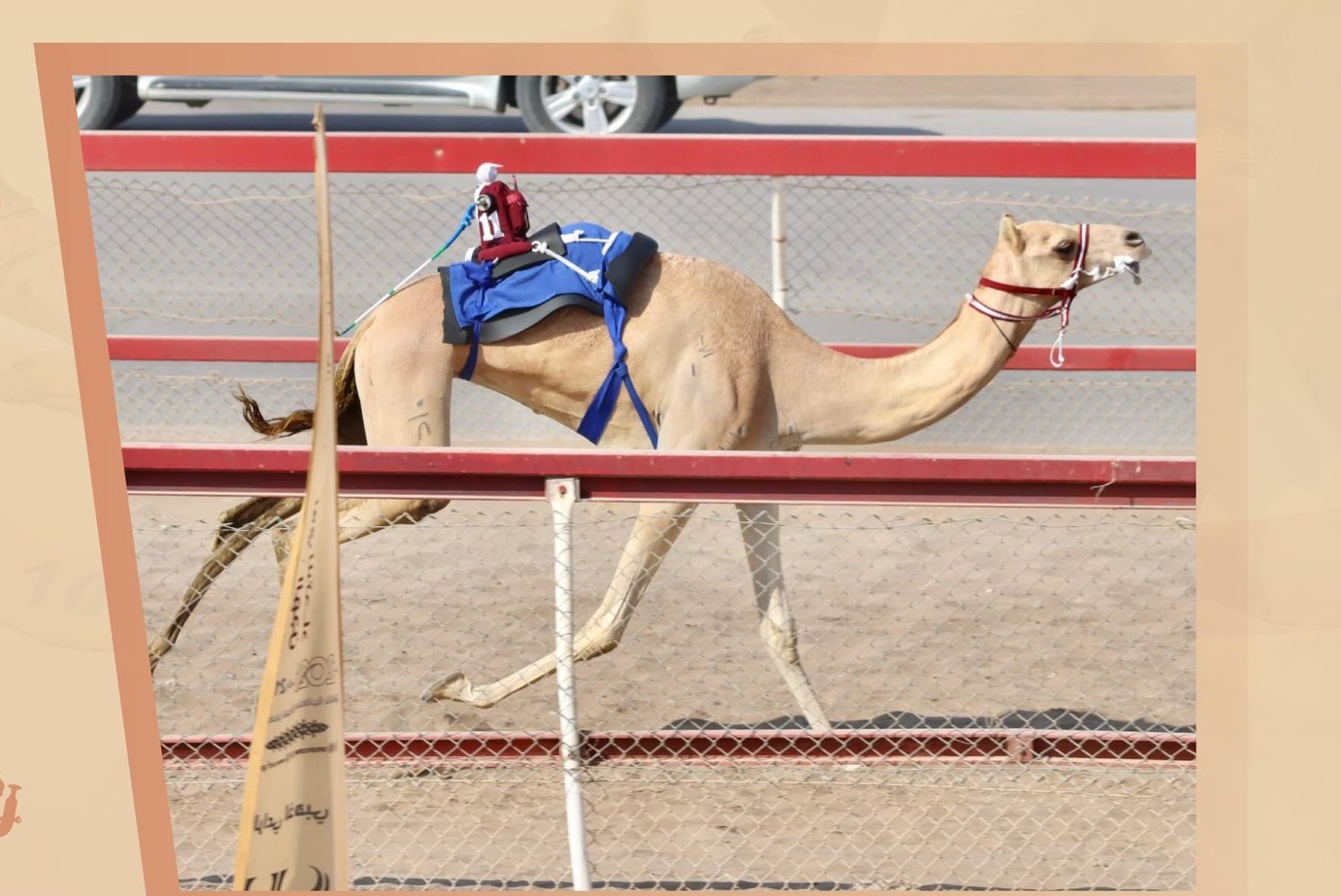 هجن أم الزبار تظفر بالخنجر الذهبي للجذاع بكار