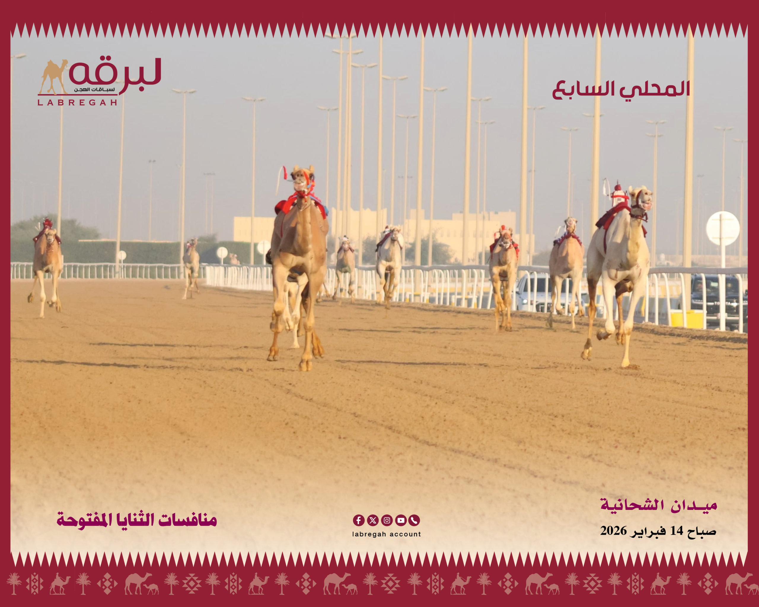 هجن الرئاسة وهجن الشحانية يتقاسمان ناموسي الثنايا المفتوحة