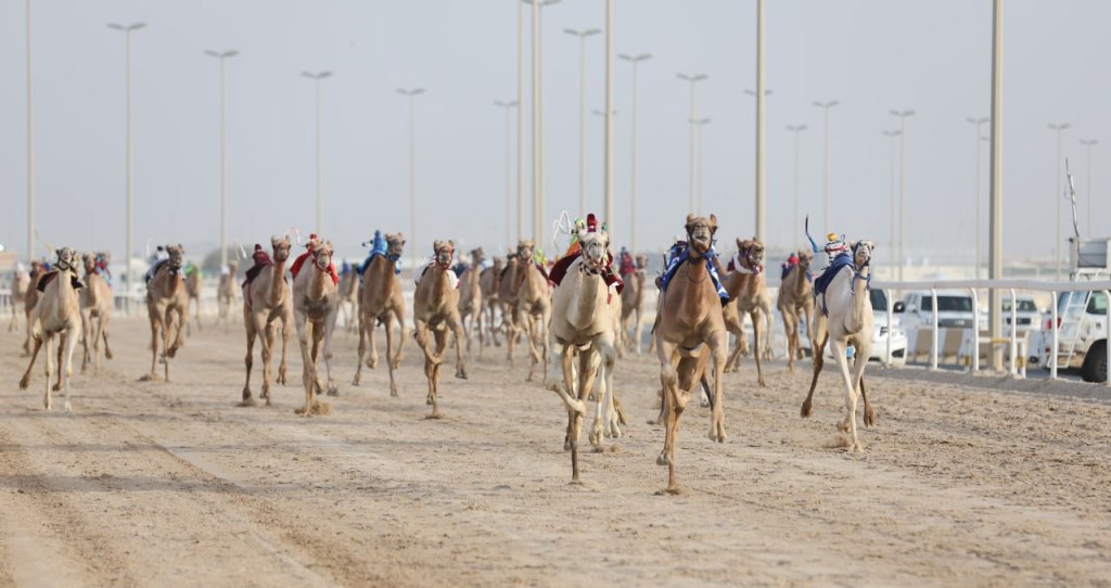 20 شوطاً في أول محطات السباق الصيفي بالشحانية